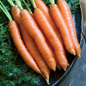 Nelson Early Carrots