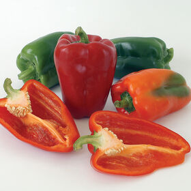 Ace Sweet Bell Peppers