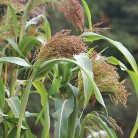 Red Broom Corn Dry Corn