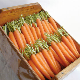 Napoli Early Carrots