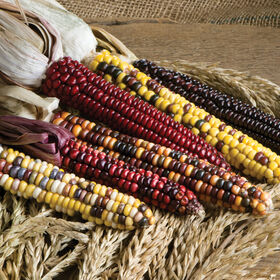 Painted Mountain Dry Corn