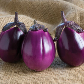Beatrice Italian Eggplants