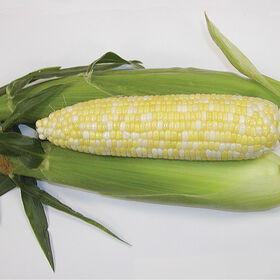 Montauk Sweet Corn