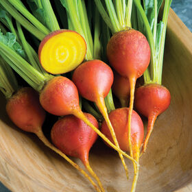 Touchstone Gold Round Beets