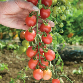 Sunpeach Cherry Tomatoes