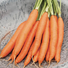 Romance Main Crop Carrots