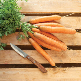 Adelaide Early Carrots