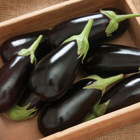 Jaylo Italian Eggplants
