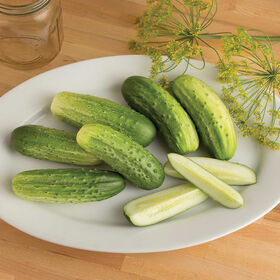 Cool Customer Pickling Cucumbers