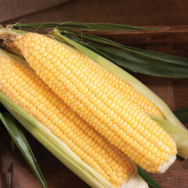 SS3778R Sweet Corn
