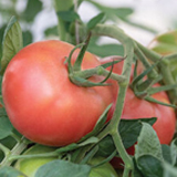 Enroza Organic Tomato Seed