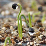 Guidelines for Starting Seeds Indoors: Tips & Troubleshooting Advice for Starting Healthy Seedlings