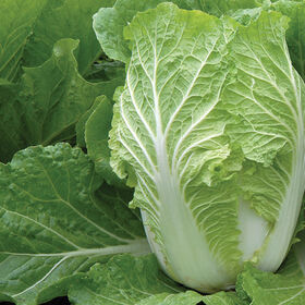 Rubicon Chinese Cabbage