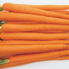 Sugarsnax 54 Main Crop Carrots