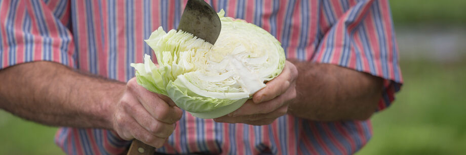 Man holding and slicing a head of cabbage from one of Johnny's cabbage varieties.