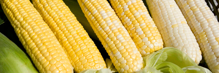 Six shucked ears of corn show the variety of kernel colors available with Johnny's sweet corn varieties.