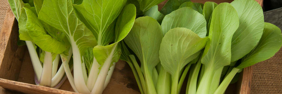 Four heads of bok choy, grown from two of Johnny's bok choy varieties, displayed in a wooden box.