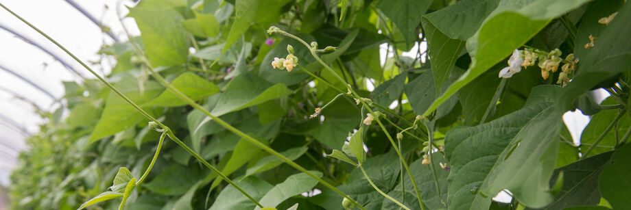 One of Johnny's pole bean varieties shown growing in a high tunnel.