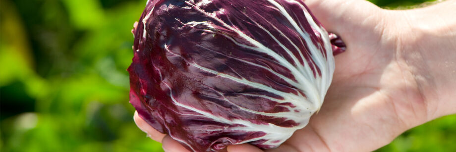 Person holding a red radicchio head.